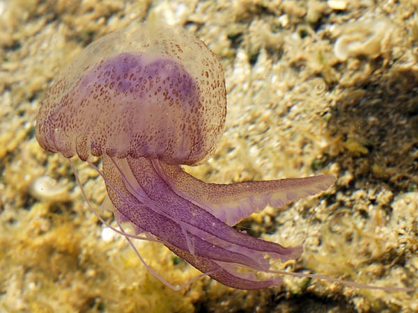 Poisonous jellyfish on the rise in the Mediterranean