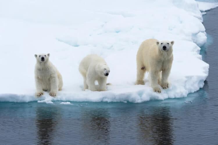 A mother polar bear with cubs on the edge of a melting ice floe, Spitsbergen Island, Svalbard archipelago, Norway. Gabrielle Therin-Weise / Photographer's Choice RF / Getty Images