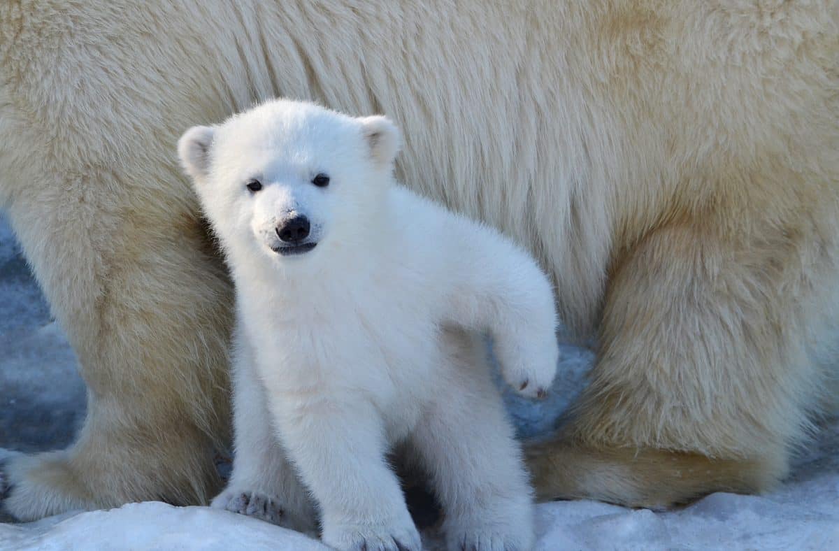 Petition: Polar Bear Dens in the Arctic Threatened by Oil Industry