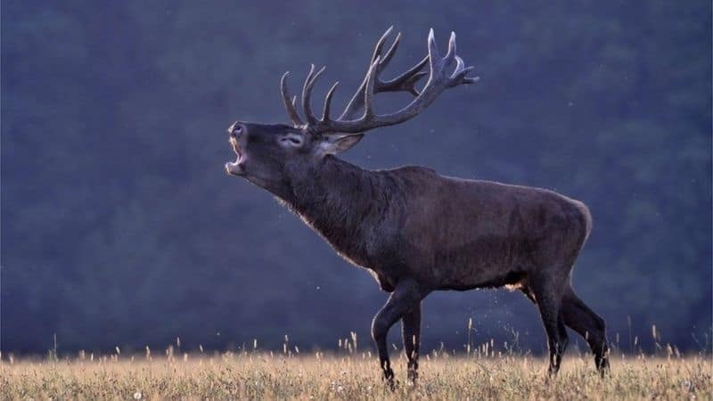 Police 'failing to tackle illegal deer hunting'