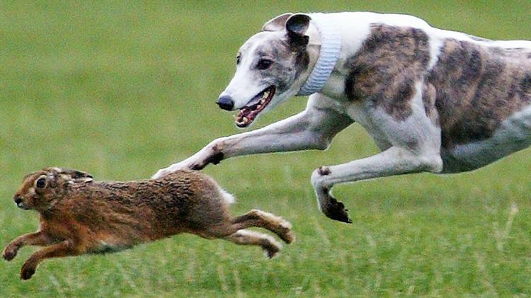 Police hunt Cambridgeshire hare courser after dog was caught on camera killing hare in blood sport banned since 2004