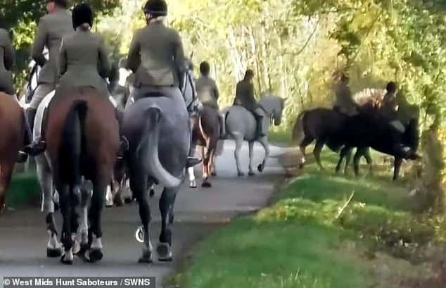 Police launch investigation after hunt saboteurs film fox ‘being ripped apart’ by pack of hounds