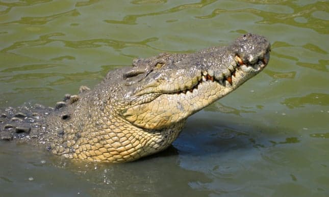 POLL: Should crocodile farming for making handbags and shoes be banned?