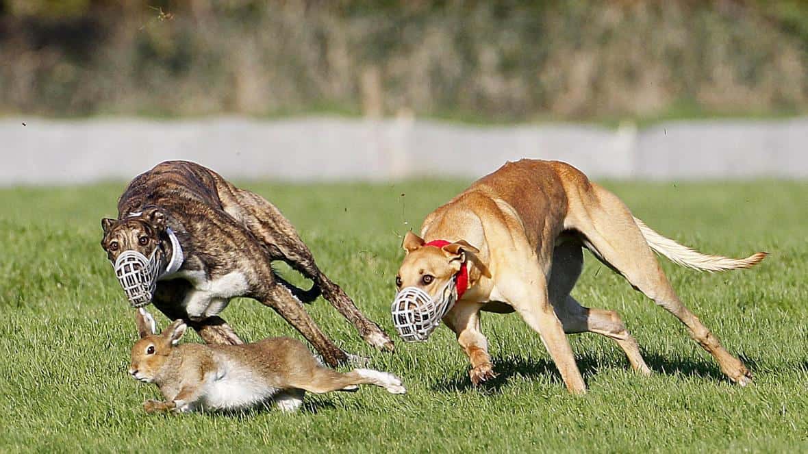POLL: Should Hare Coursing be Banned?