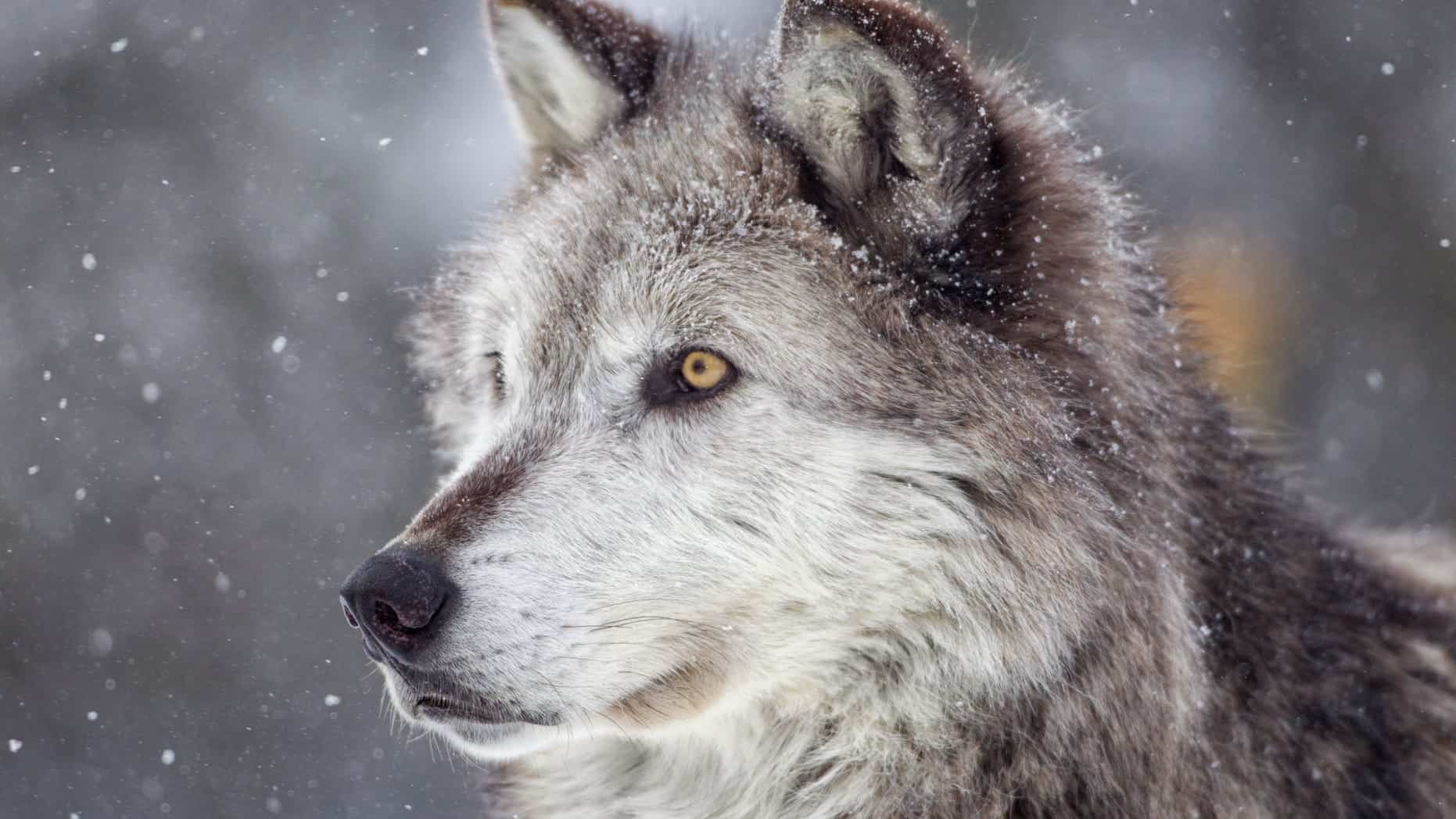 POLL: Should the Biden Administration reinstate the gray wolf on the List of Endangered and Threatened Wildlife?