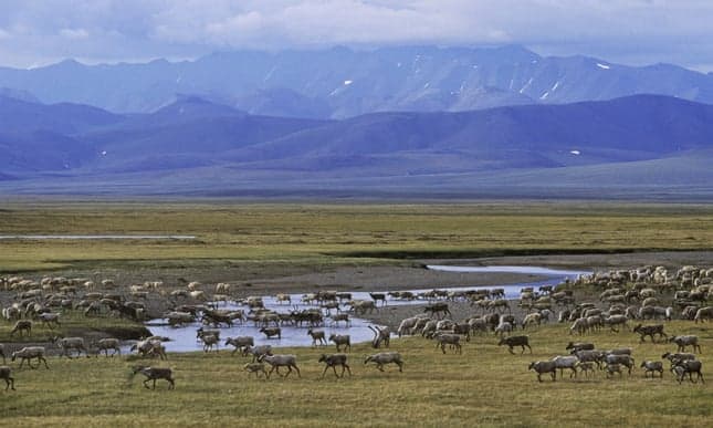 POLL: Should the Trump Administration be allowed to auction leases in the Arctic refuge to the oil and gas industry?