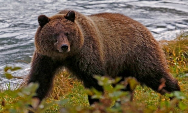POLL: Should the Trump Administration be allowed to make it easier to kill bears and wolves?