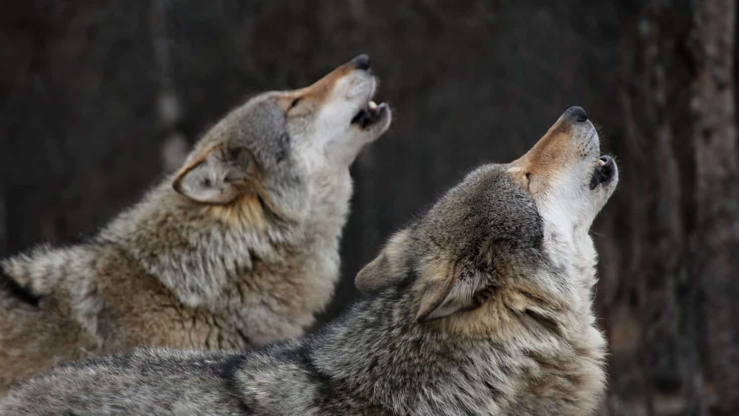 POLL: Should wolves be classified as predators to allow year-round hunting?