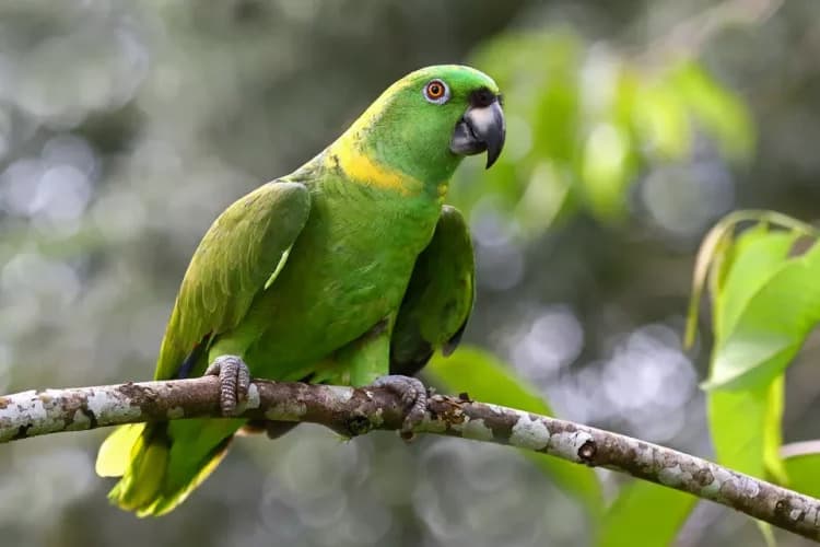 Polly wants a future: Yellow-naped Amazon in illegal pet trade crisis