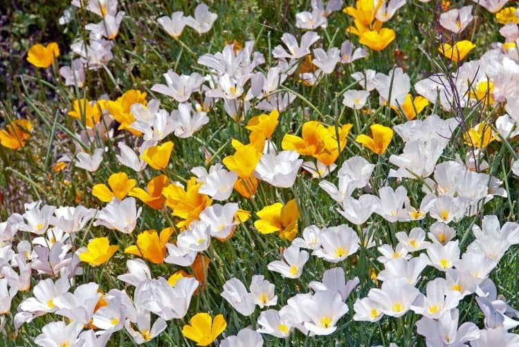 California Poppies – Gold & White Forms