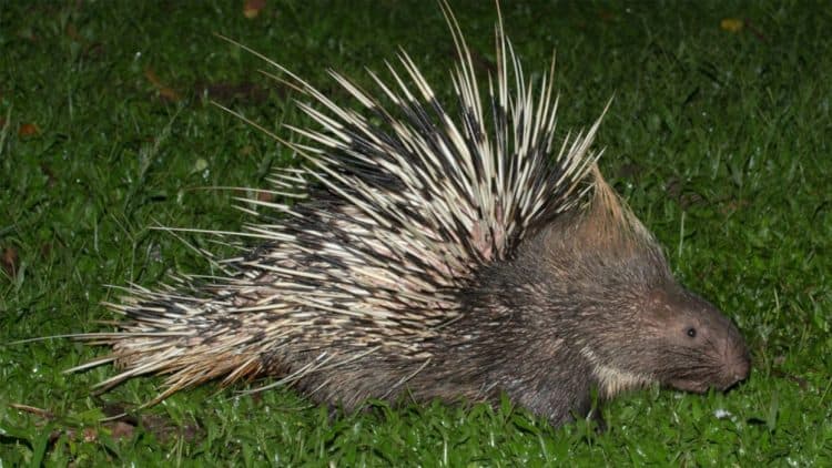 Porcupines Face a Poaching Crisis — and It’s All Because of What’s in Their Stomachs