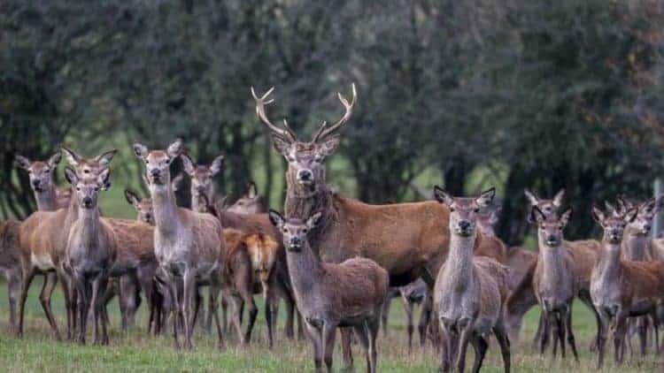 Portugal outrage after Spanish hunters massacre 500 wild animals