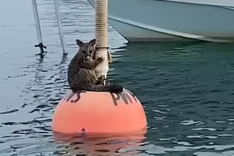 A possum found clinging to a buoy in the middle of a habour is lucky to be alive after a scuba diving instructor rescued the terrified creature and brought it back to land