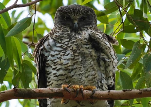 Powerful owls are gentle giants stalking our suburbs, but they are also on the edge