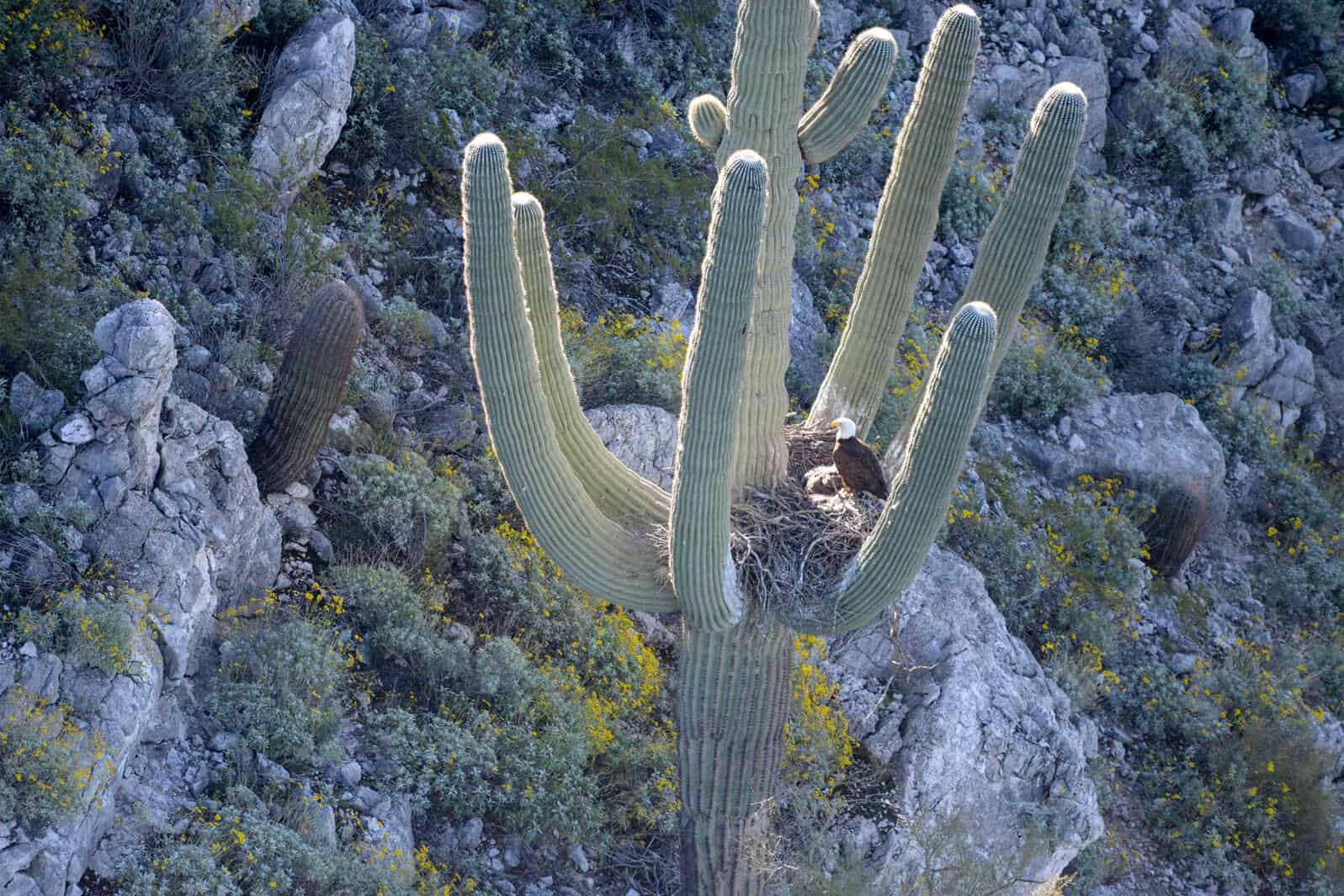 Prickly Pair: Cactus-dwelling Couple Prove Rumors That Bald Eagles Nest in Saguaros