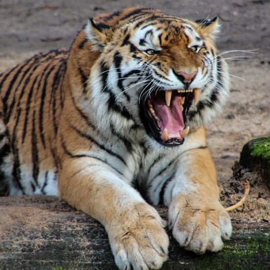 PHOTO: PEXELS HELP US PROTECT THESE MAJESTIC ANIMALS FROM POACHING.