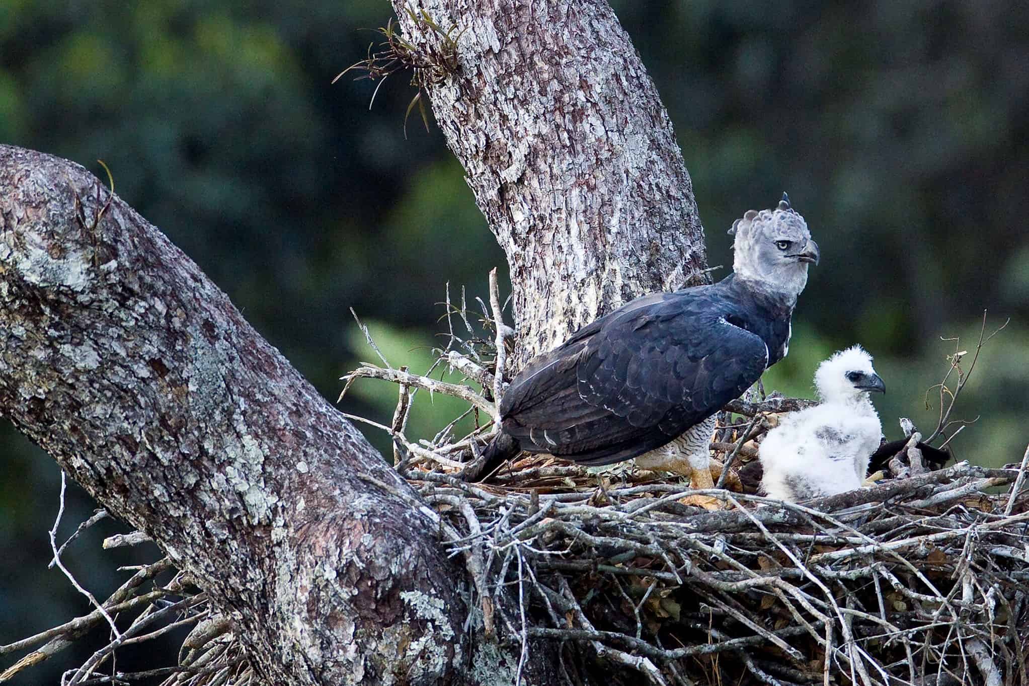 Harpy Eagle: Saving the Amazon’s largest raptor for more than 20 years