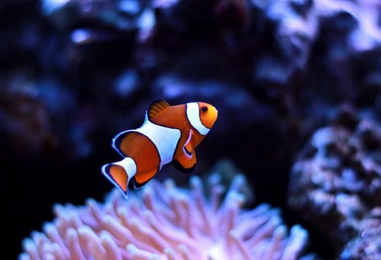 Protecting Reef Wildlife by Stopping the Aquarium Trade