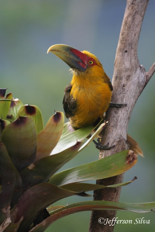 Saffron Toucanet Pteroglossus bailloni