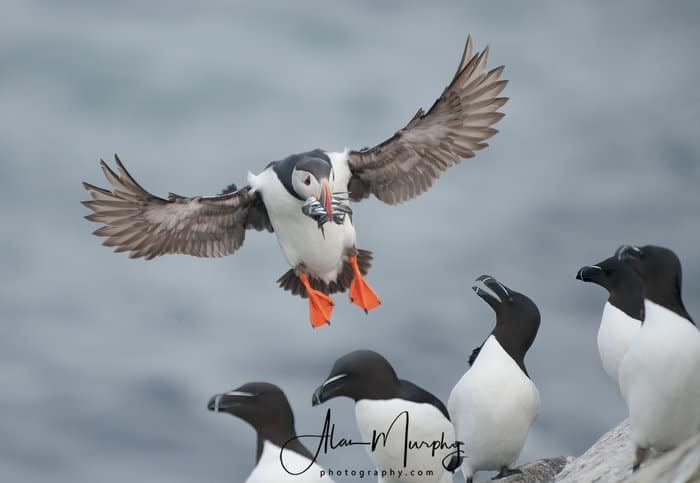 Puffin Returning to Young with Fish
