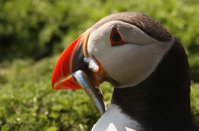 Puffin with Sand Eel