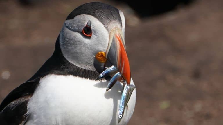 Puffins under threat as European boats overfish in UK waters post Brexit, RSPB warns