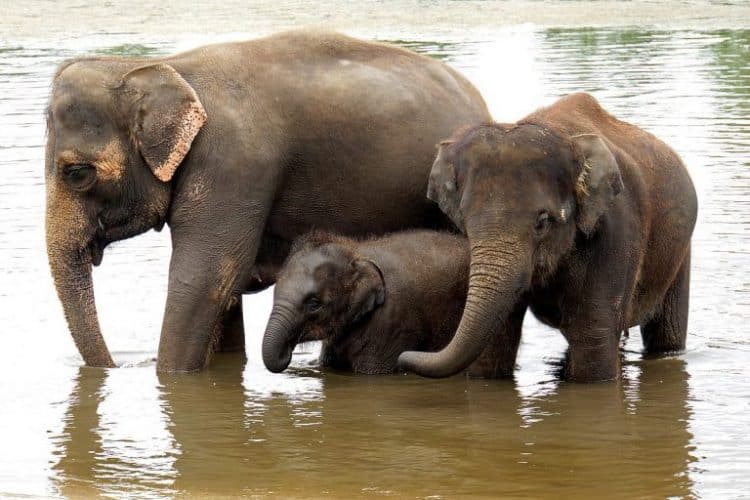 Push for Ban on Advertising Unethical Elephant Tourism in the UK Gains Momentum