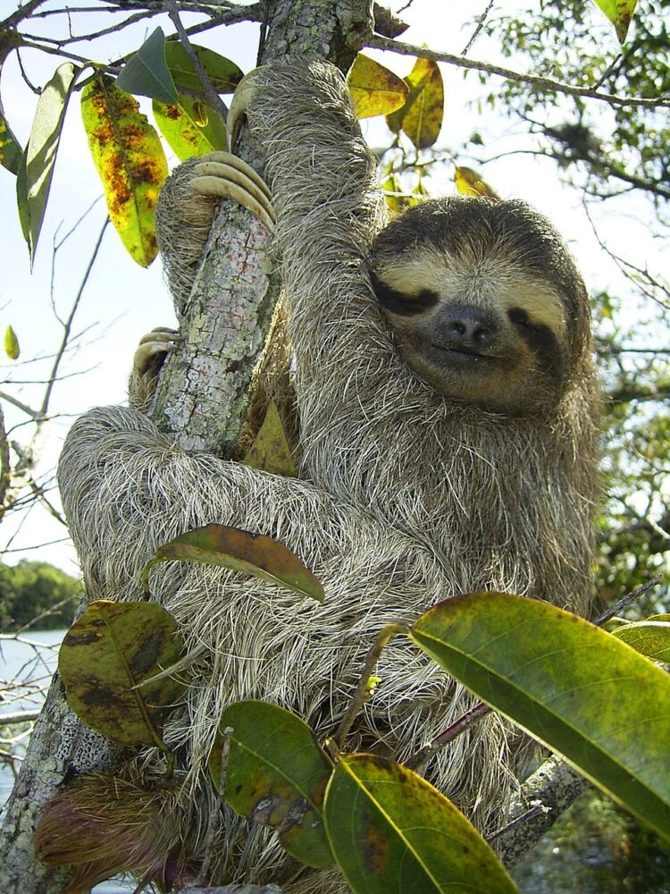 Critically Endangered Pygmy Sloths of Panama are Slipping Away