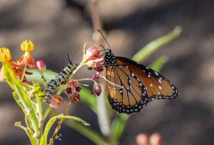 Queen Butterfly and Caterpillar on Milk Weed