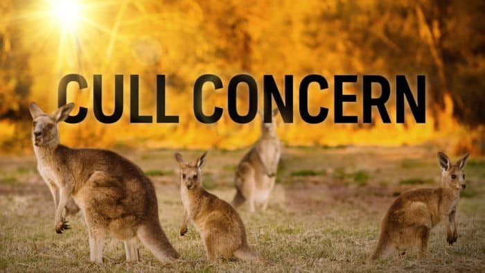 Questions and concerns over NSW kangaroo culling program
