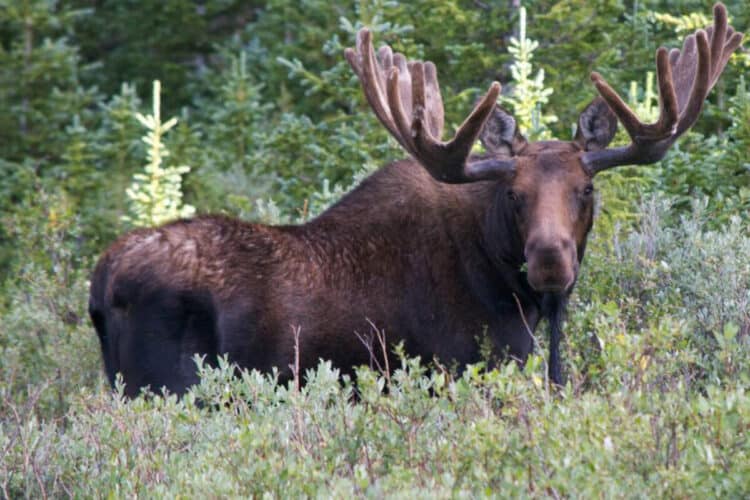 This was the fourth moose attack this year, according to Colorado Parks and Wildlife service (stock image).