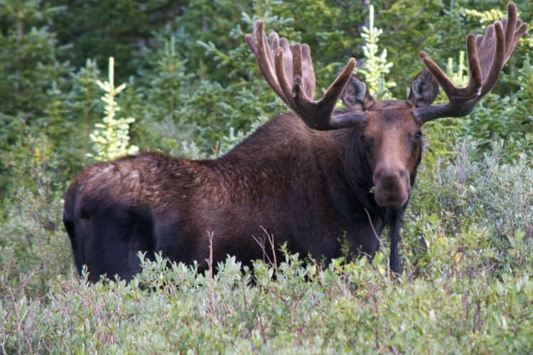 Moose attacks Colorado hunter in gory rampage