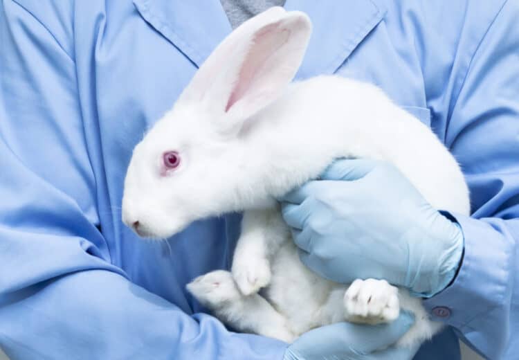 The Humane Cosmetics Act would prohibit animal testing for all cosmetic products manufactured or sold in the U.S. unoL/iStock.com