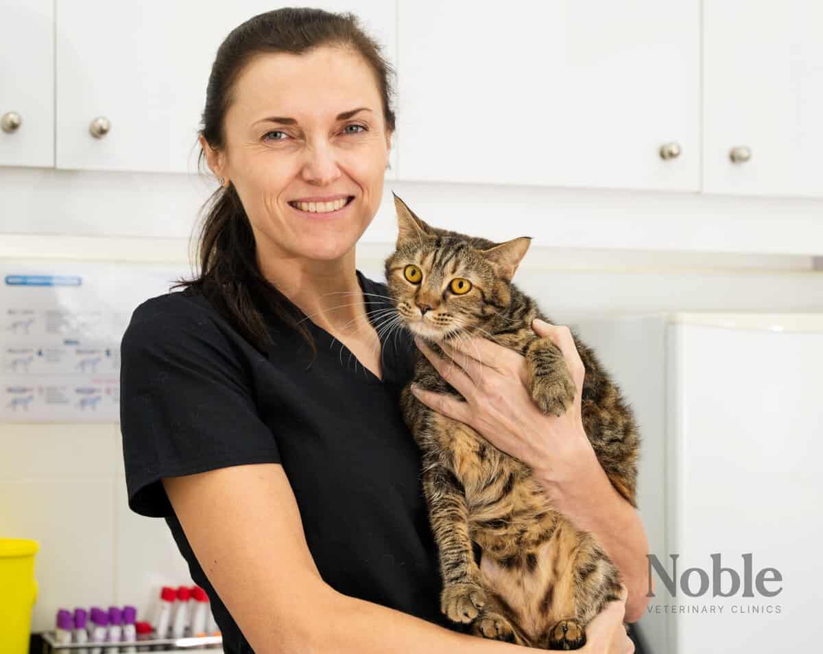 Rabies in Cats: Causes, Symptoms and Prevention