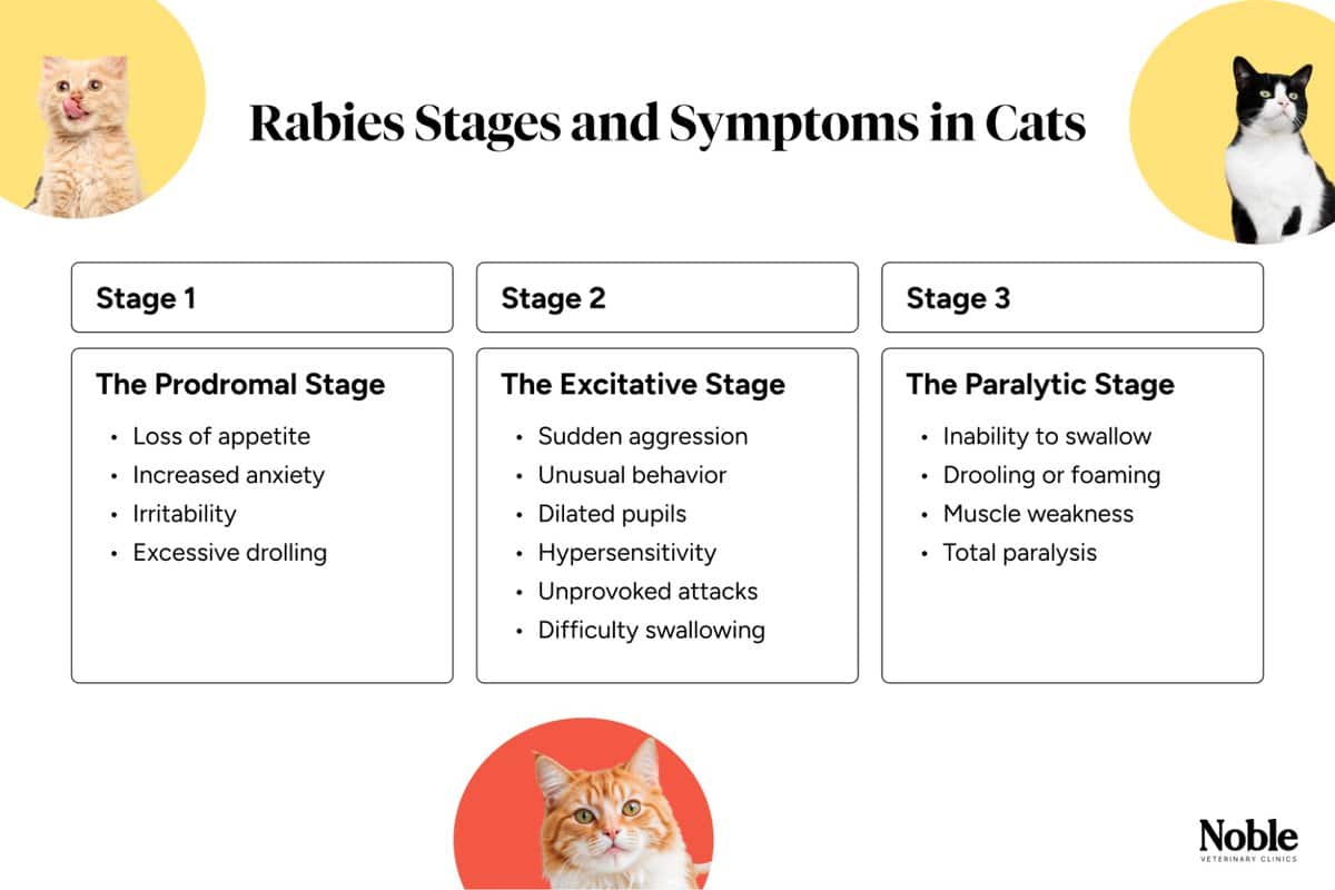 Rabies in Cats: Causes, Symptoms and Prevention 