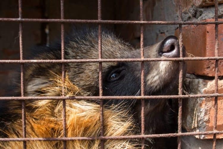 Raccoon Dogs Electrocuted in Fur Farms in China