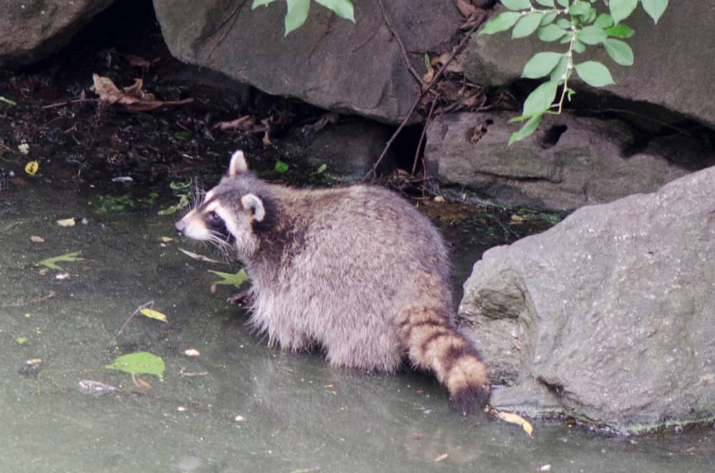 Raccoon in Central Park