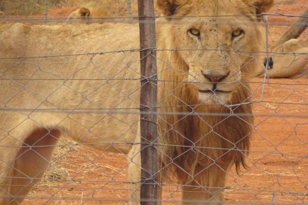 Raging-hungry emaciated lions escape from farm breeding them to be shot by trophy hunters in South Africa