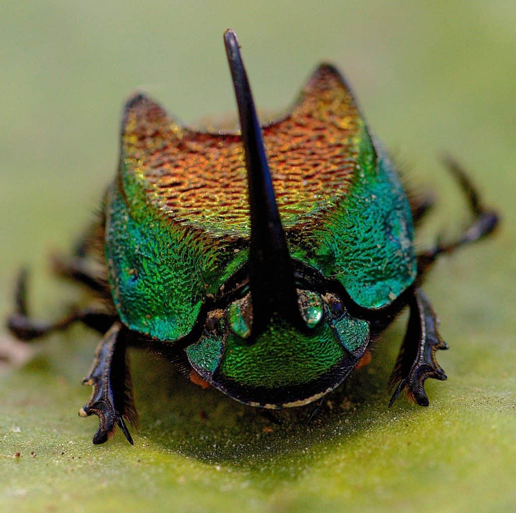 Rainbow Scarab Beetle (Phanaeus Vindex)