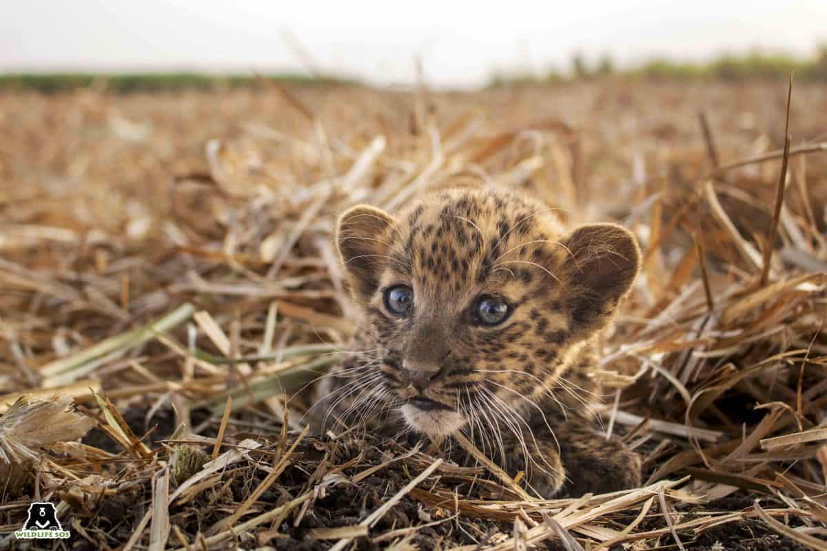 Raising Orphaned and Abandoned Leopard Cubs at Wildlife SOS