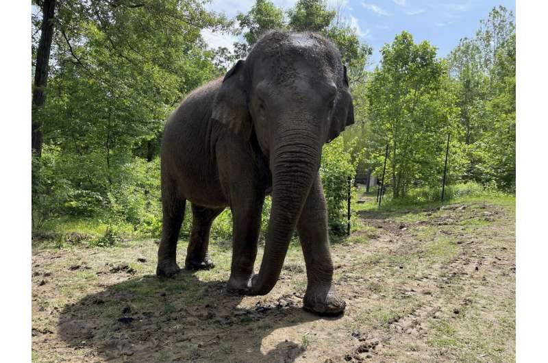This undated photo shows Raja, the highly popular Asian elephant at the St. Louis Zoo in St. Louis, Mo. The elephant has lived at the zoo since his birth in 1992 and is being moved for breeding purposes to the Columbus Zoo and Aquarium in Ohio. Credit: Louis Zoo via AP