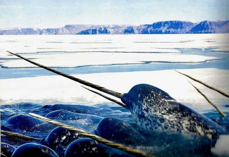 Rapidly warming oceans have left many northern marine mammals swimming in troubled waters. But perhaps none more so than than the strange and mysterious "unicorn of the sea," the narwhal.