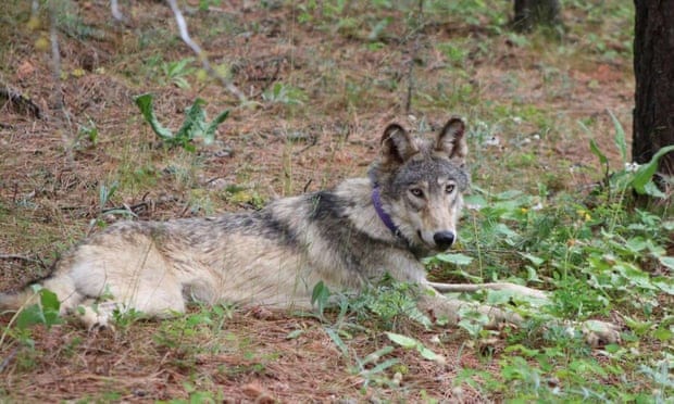 Rare gray wolf pack makes its home in northern California