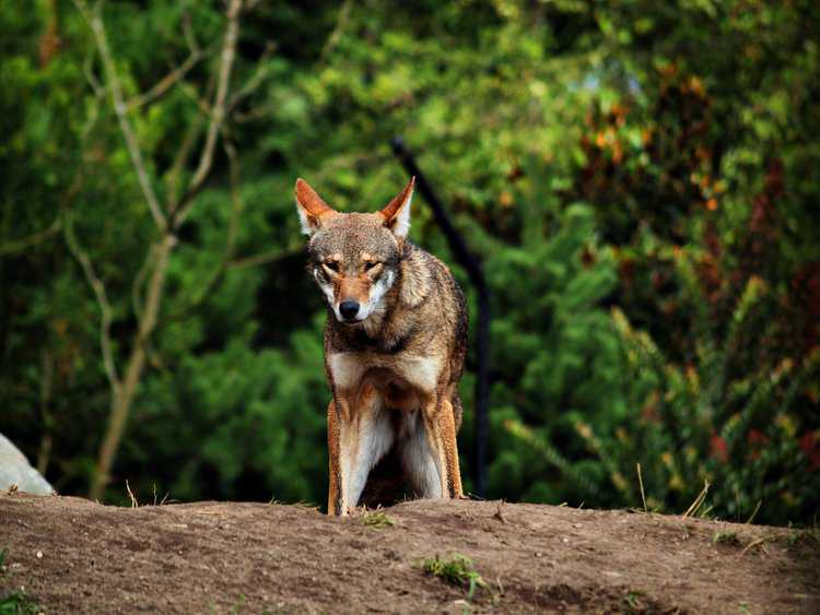 Rare wolves headed to South Carolina from Ohio as fight to prevent extinction ramps up