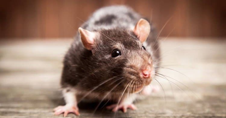 So You Think You Can Dance? Rats Can Bust a Move, Too, Study Finds