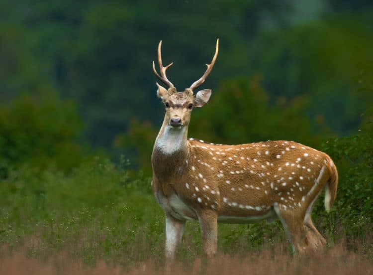 A photo of one of the deer in question. Trikansh Sharma/500px/Getty Images