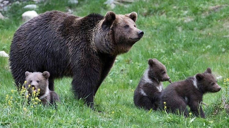 Record number of bear cubs born in French Pyrenees brings cheer and fear