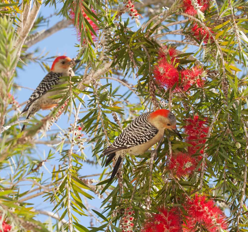 Red-bellied Woodpeckers in Bottlebrush