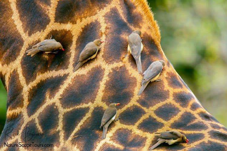 Red-billed Oxpeckers on Giraffe