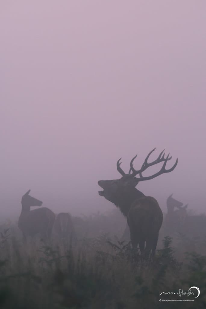 Red Deer –  Stag in the Fog